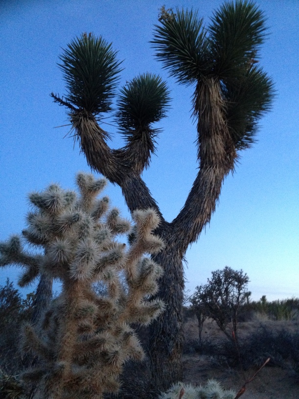 Looking up a Joshua tree from the perspective of a cholla bush