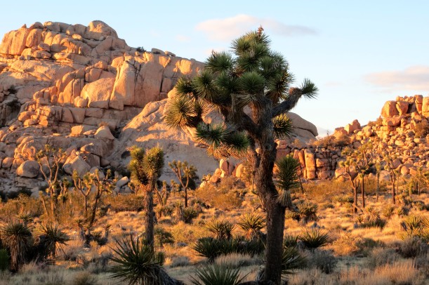 Joshua tree in the foreground of boulders lit by the setting sun (April 2, 2014)