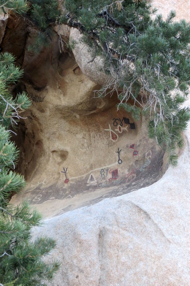 Petroglyphs framed by native flora