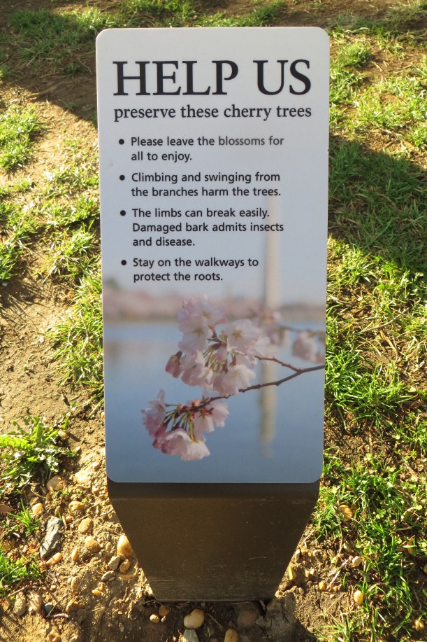 HELP US preserve these cherry trees