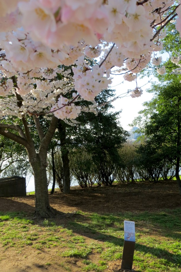 Placement of the "HELP US preserve these cherry blossoms" sign (April 10, 2014)